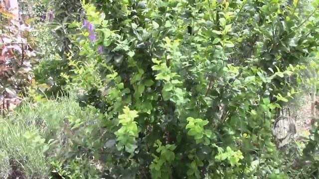 БАРБАРИС КРАСИВЫЙ И НЕПРИХОТЛИВЫЙ КУСТАРНИК ДЛЯ САДА, ЖИВОЙ ИЗГОРОДИ! смотреть онлайн