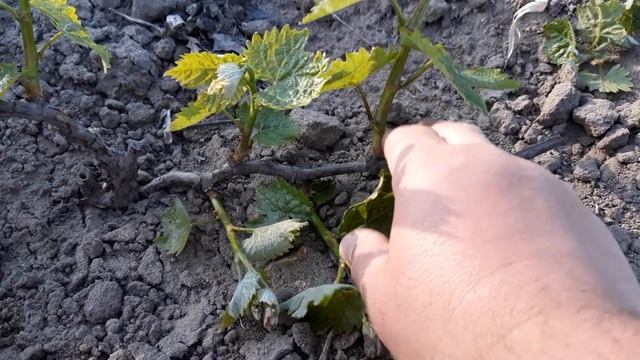 Формировка двухлетнего куста винограда! смотреть онлайн