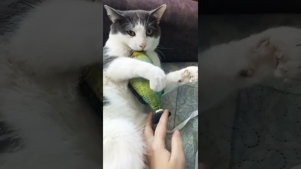 Мурзик любит играть с рыбкой в которой кошачья мята. #добро #кот #мурзик #любовь #питомец #лайк смотреть онлайн