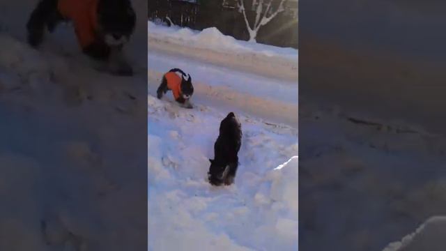 Мои цверги на прогулке смотреть онлайн