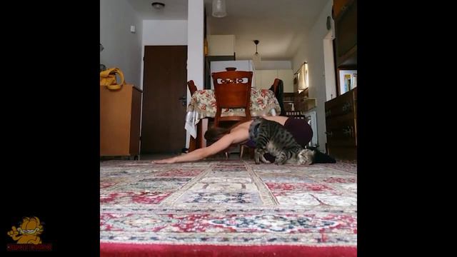 🐶 Собаки и 😹 Кошки в самых забавных ситуациях - Смешные видео с животными 😂 смотреть онлайн