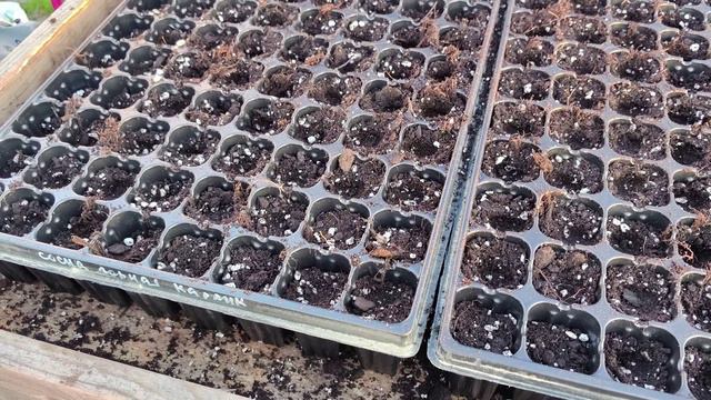 Сосна горная карликовая посев семян смотреть онлайн