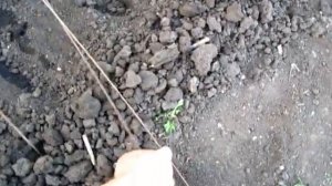 Как сделать парник за 5 минут. Посев редиски под пленку