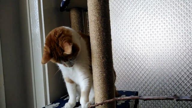 Tatlı Hırçın Kedi Videoları Cute Angry Cats Daily Vlog 🐈 #funnyanimals #video #aboneol #viral #4