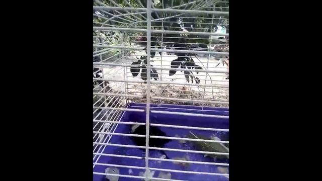 вислоухая речная черепашка смотреть онлайн