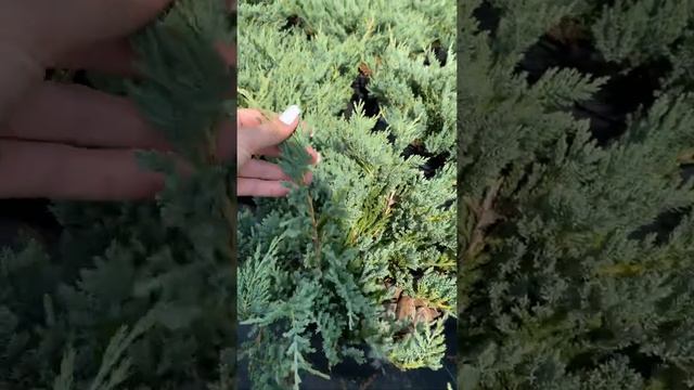 Можжевельник горизонтальный Блю Чип (лето 2020) смотреть онлайн