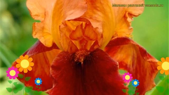 Ирис германский Натчез Трэйс. Краткий обзор, описание характеристик iris germanica Natchez Trace смотреть онлайн
