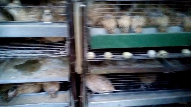 Борьба с птичьей блохой