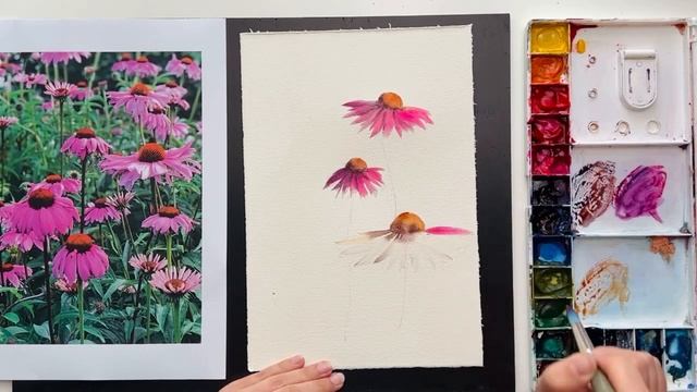 How to sketch watercolor flowers, loose echinacea смотреть онлайн