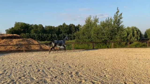 Рахис смотреть онлайн