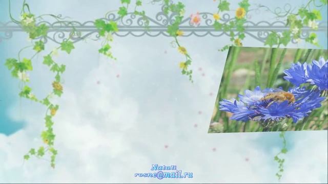 ВАСИЛЬКИ СИНЕГЛАЗЫЕ – ПОЛЕВЫЕ ЦВЕТЫ (Cornflowers. Corn-flowers) смотреть онлайн