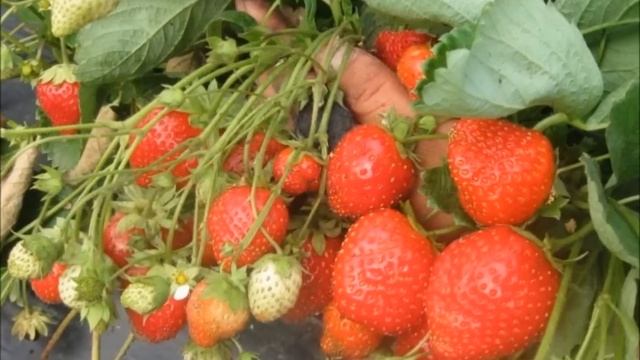 Эксклюзивные, супер-урожайные, лучшие на сегодняшний день сорта садовой земляники! смотреть онлайн