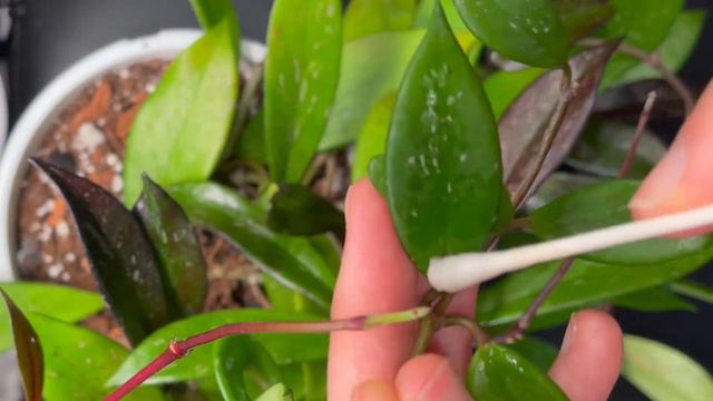 Mealybug treatment on Hoya pubicalyx - ASMR whispering, tapping смотреть онлайн