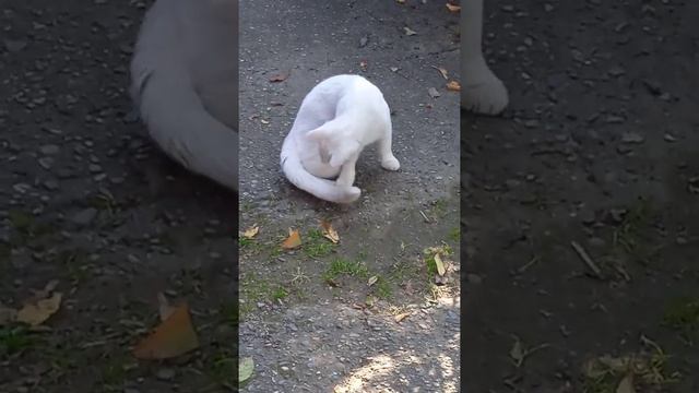 #Shorts Этот забавный голубоглазый котик! смотреть онлайн