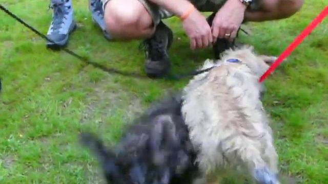 Irish Glen Of Imaal Terrier
