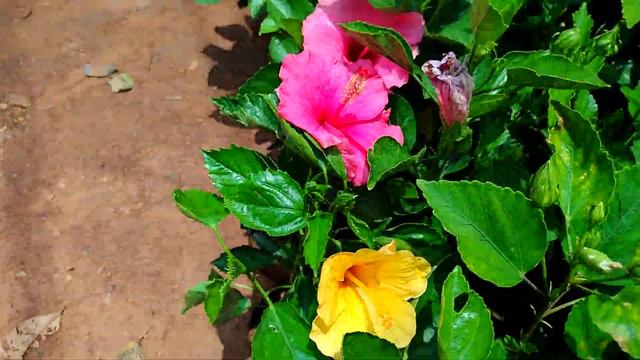 multiple colours hibiscus collection смотреть онлайн