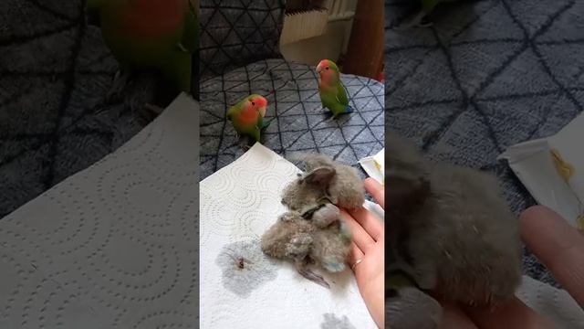 новые зеленушки смотреть онлайн