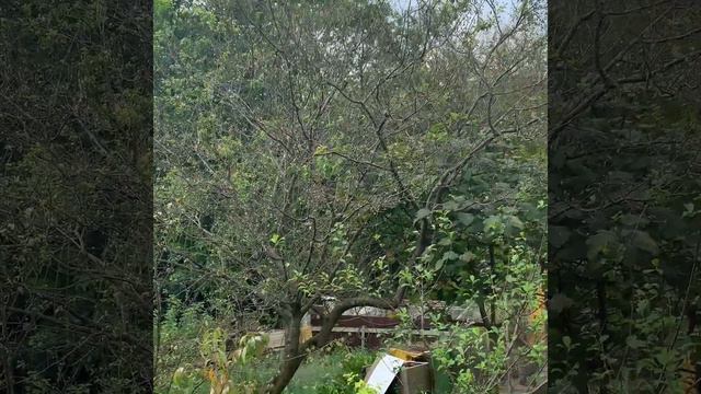 Октябрь в Сочи. Цветёт слива и черешня. смотреть онлайн