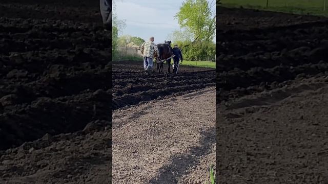 #деревенскаяжизнь #сажаемкартошу #лошадь #рязанскаяобласть смотреть онлайн