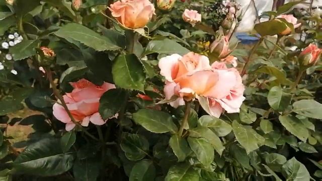 Крупноцветковый чайный гибрид роза Амур де Молен (Amour De Molene).