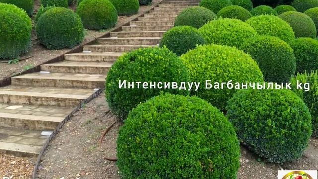 ТОП Кооз декоративдуу дарак бадал осумдуктор (Ландшафтный дизайн) смотреть онлайн