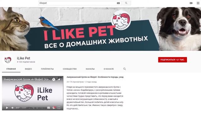 Как правильно чистить игрушки собаки: 4 совета