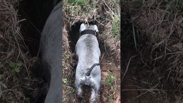 Огарь – Tadorna ferruginea смотреть онлайн