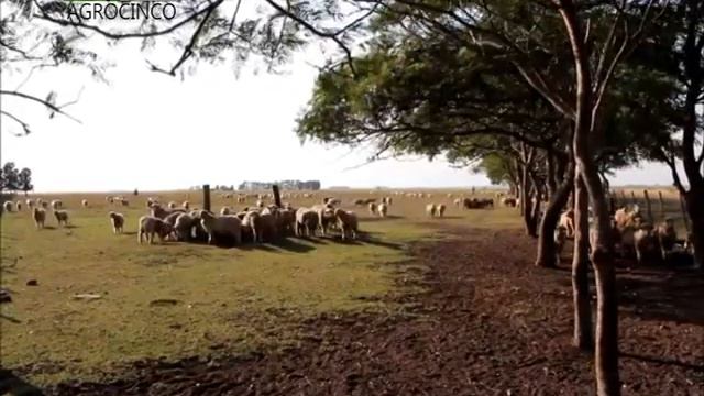 SALVADOR GARCIA PINTOS AGRO 5 29 7 14 смотреть онлайн