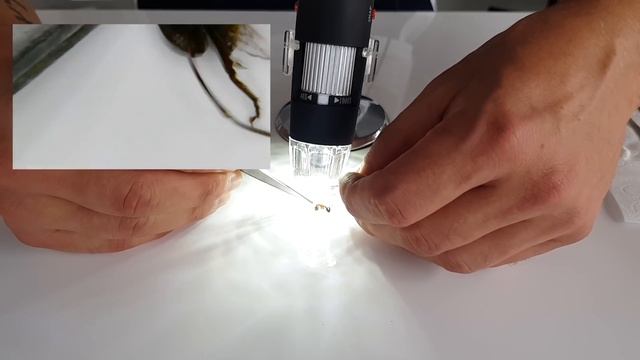 OPERANDO A UNA HORMIGA. HABIAS VISTO ESTO? смотреть онлайн