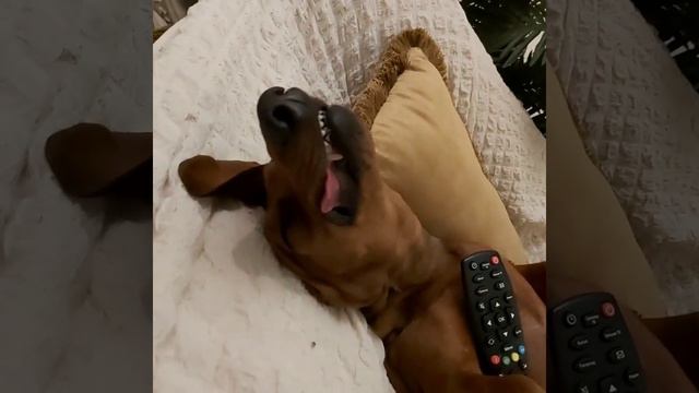 Здоровый, крепкий собачий сон! смотреть онлайн