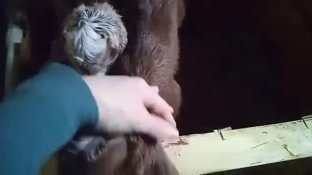 ОКОТ КОЗЫ и наш уход за козой и козлятами после окота! смотреть онлайн