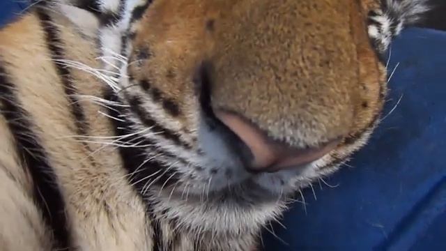 Спящий тигр (sleeping tiger) смотреть онлайн