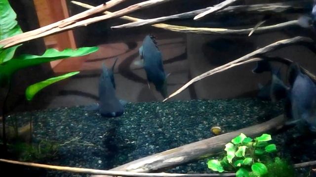 Аргус зеленый (Scatophagus argus) подросли спустя 1 год смотреть онлайн