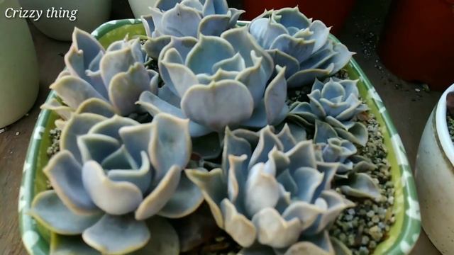 Square Bowl of Echeveria Lilacina | Crizzy thing смотреть онлайн