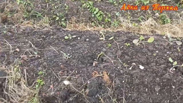 Новая крыша первый урожай Дача. Торжок. Тверская область смотреть онлайн