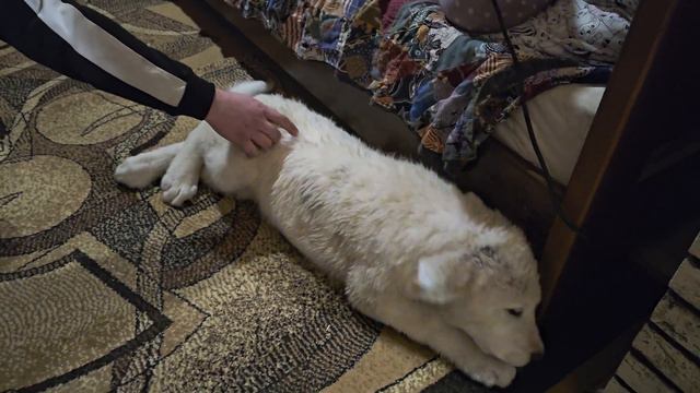 Алабай схрещений з Акітою) 3 місяці (18 кг) смотреть онлайн