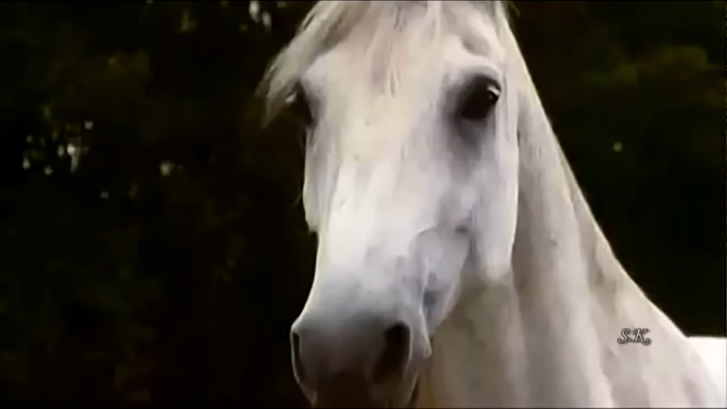 Александр Малинин. Белый конь смотреть онлайн