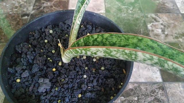 Sansevieria Sp. Lake Eyasi