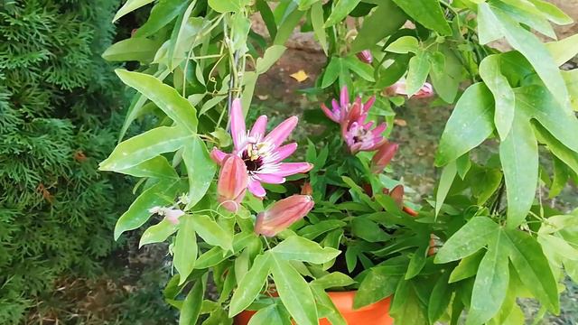 Passiflora Lavender Lady - 2019 смотреть онлайн