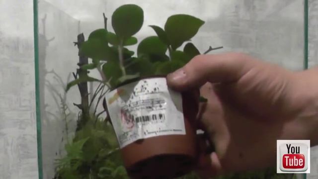 Как сделать большой флорариум своими руками смотреть онлайн