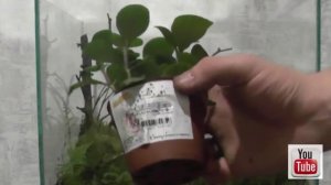 Как сделать большой флорариум своими руками