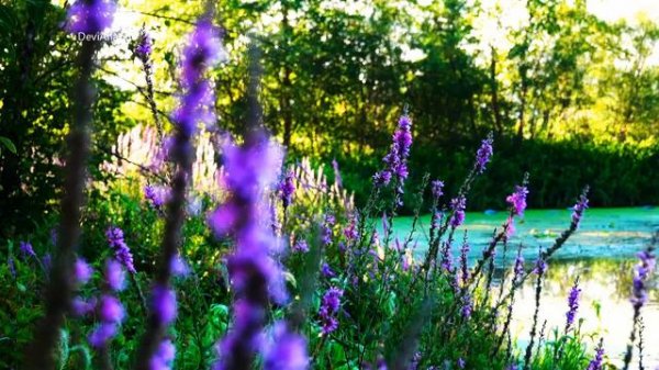 Krishna Flute Music, Morning Flute Music, Flute Meditation, Relaxing Flute,Indian Flute,Bansuri *26