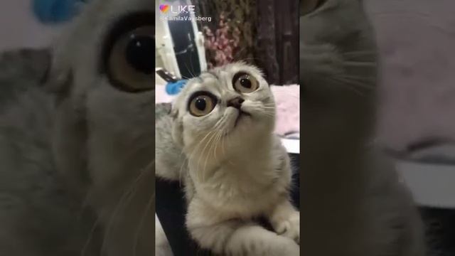 Кот с большими глазами прикол смотреть онлайн