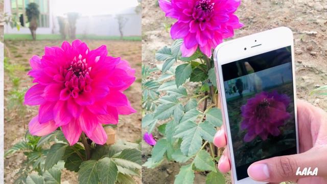 iPhone 6s Plus Camera Review Complete Details смотреть онлайн