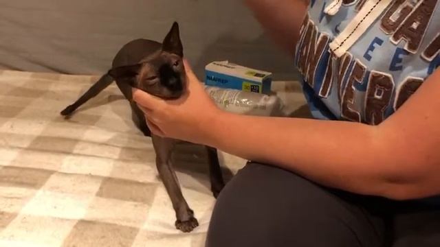 Как помыть глаза коту сфниксу смотреть онлайн