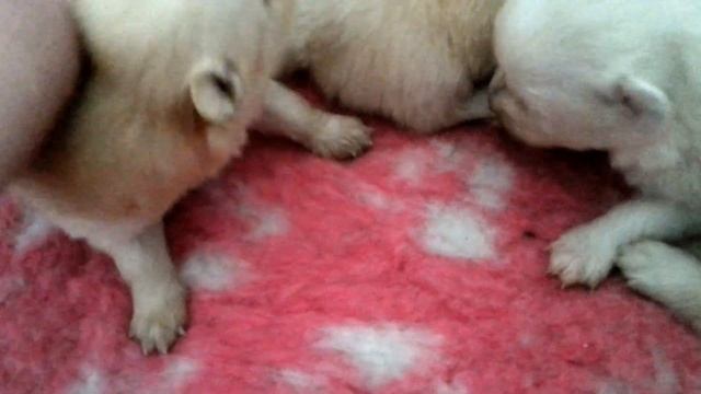 Dischile´s G-litters (mittelspitz) 2,5 Weeks Old (part 1)