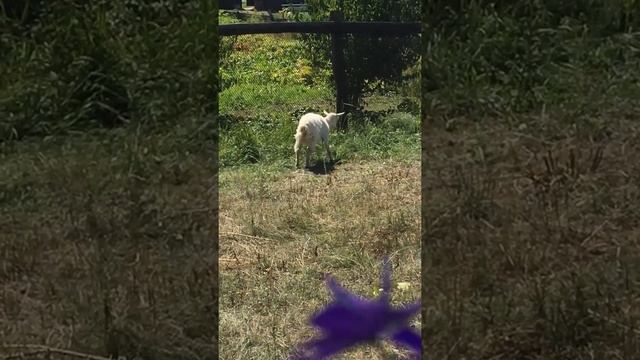 Козочка на выгоне смотреть онлайн