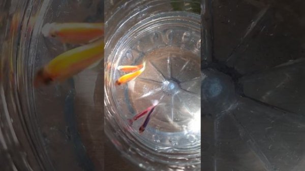 🐟Тернеции заболели.Наросты на мордочке.Что делать?Ищу варианты лечения.