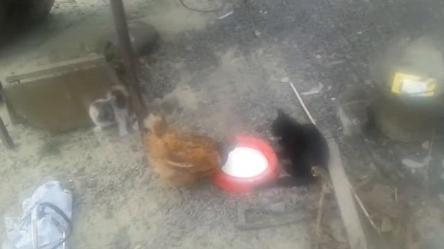 Курица против котов ANGRY BIRD)) смотреть онлайн