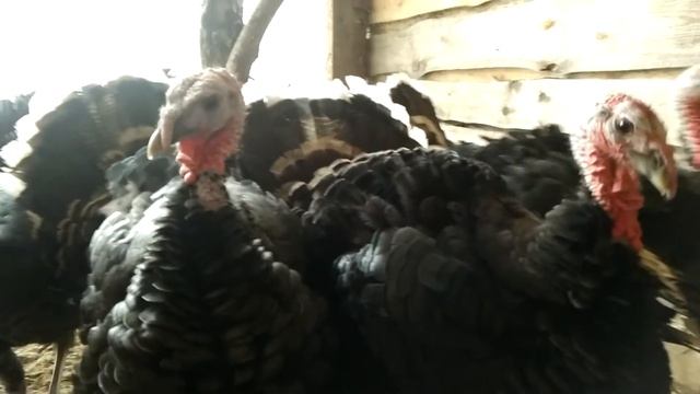 Индюки северо-кавказские бронзовые смотреть онлайн